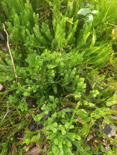 interrupted clubmoss