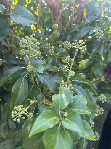 common ivy