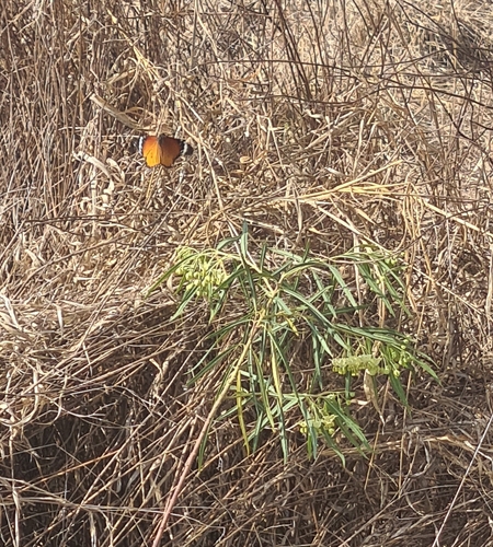 African Plain Tiger