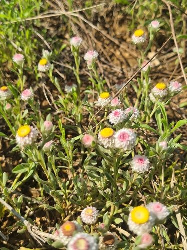 Wild Everlasting