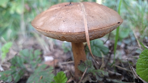 Bitter Bolete