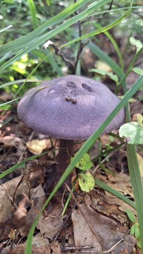 violet webcap