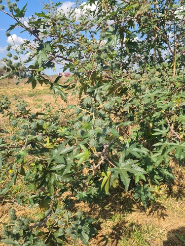 castor bean