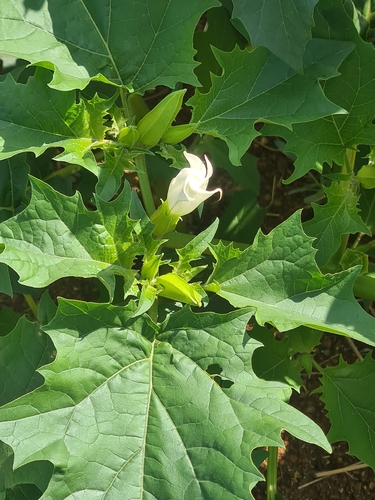 jimsonweed