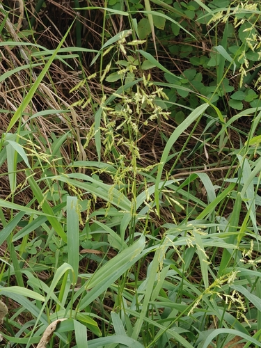 rice cutgrass