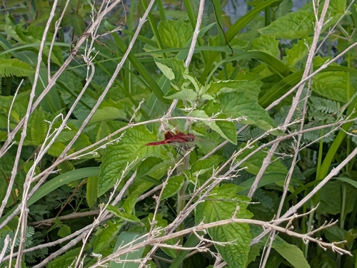 Red Basker