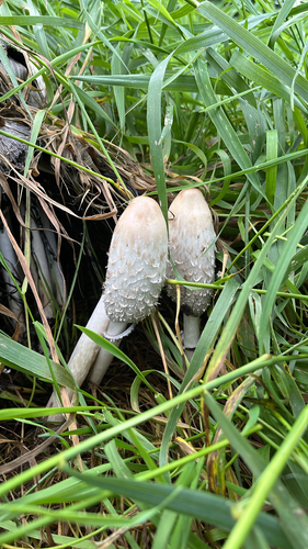 Shaggy Mane