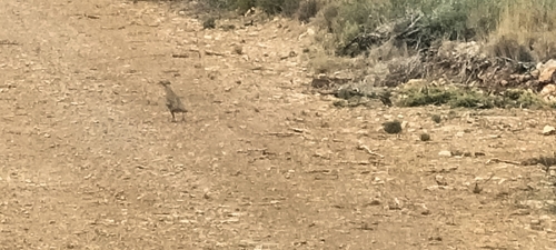 Red-legged Partridge