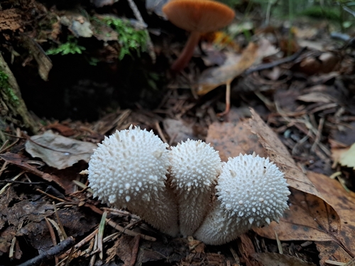 common puffball
