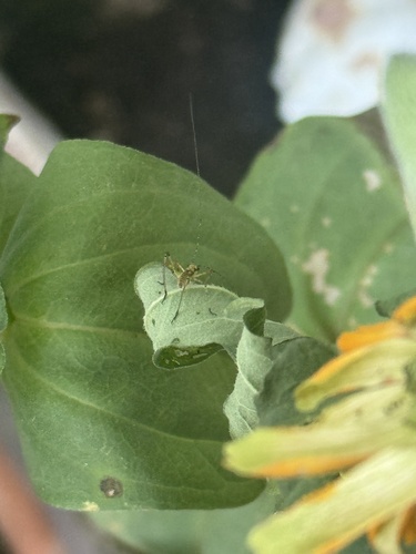 Mediterranean Katydid