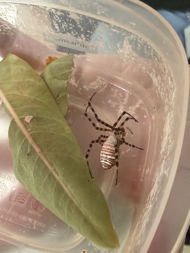 Banded Garden Spider
