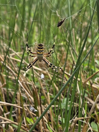 Wasp Spider