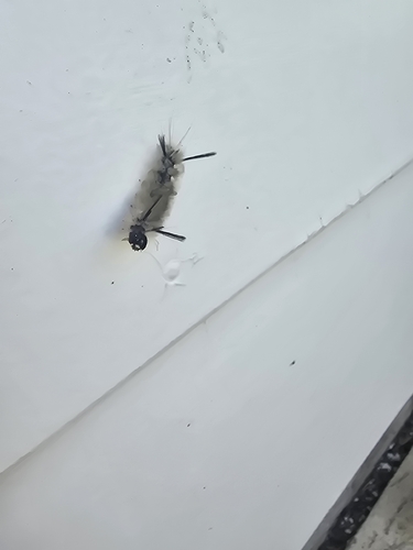 Banded Tussock Moth