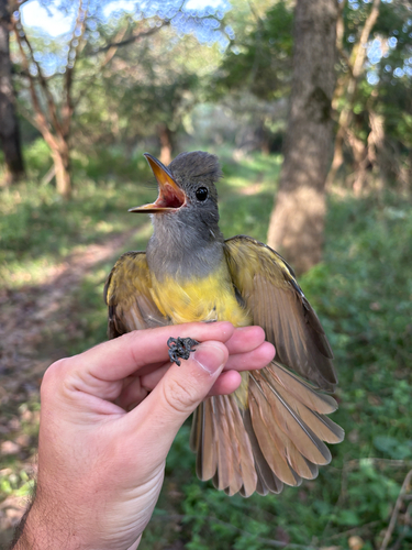 Great Crested Flycatcher