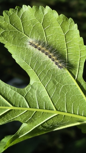 Fall Webworm Moth