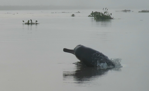 Ganges River Dolphin
