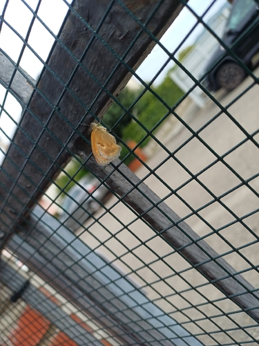 Gatekeeper