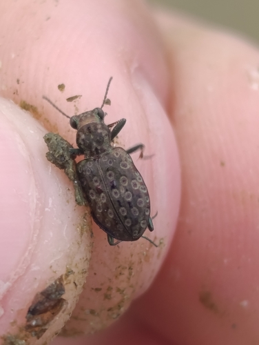 Green-footed Peacock Beetle