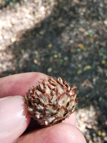 Oak Artichoke Gall Wasp