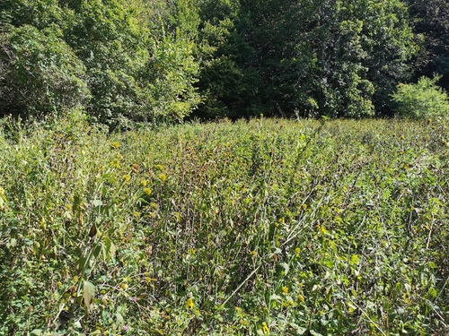 cutleaf coneflower