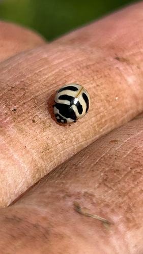 Three-banded Lady Beetle