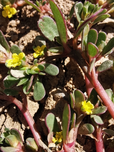 Common Purslane
