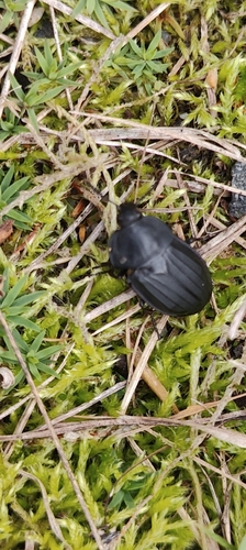 Sad Carrion Beetle