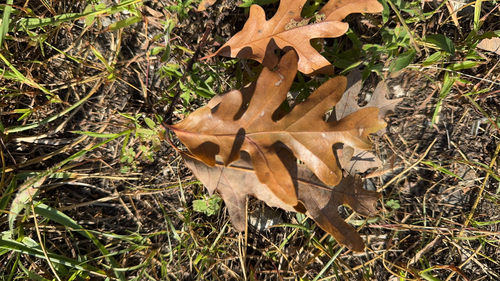 white oak