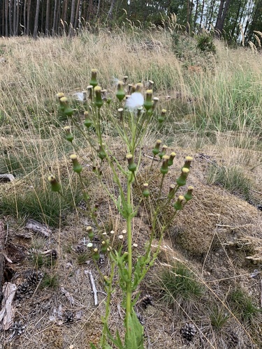 American burnweed