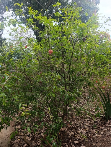 pomegranate