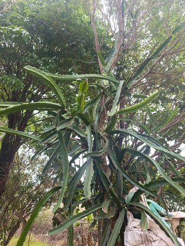 Selenicereus setaceus