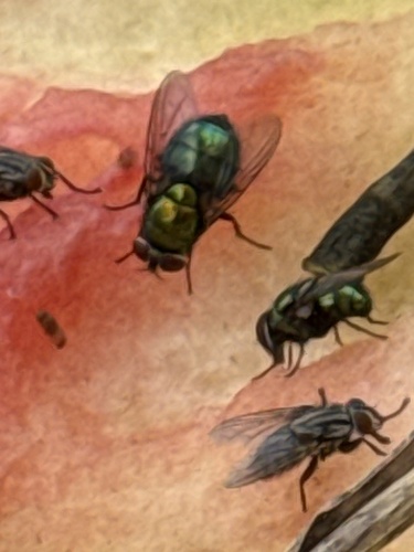 Blue-green Bottle Fly