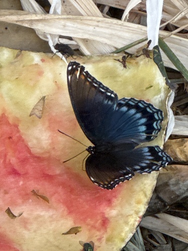 Red-spotted Admiral