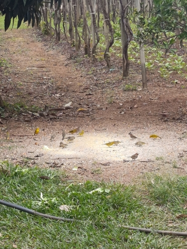 Saffron Finch