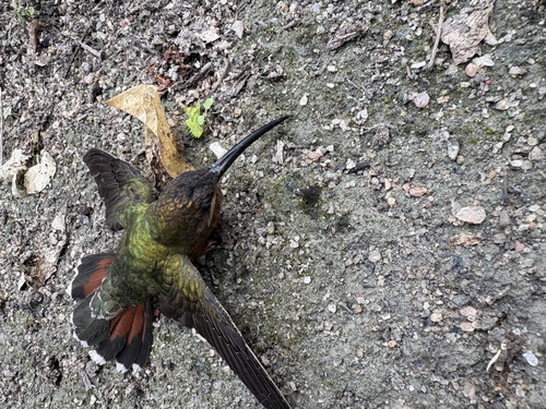 Rufous-breasted Hermit