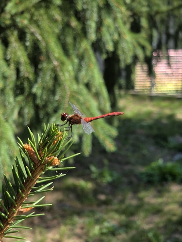 Ruddy Darter