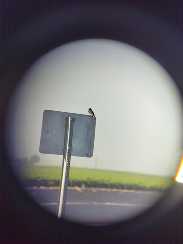 Black Phoebe