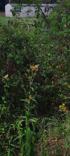 Monarch