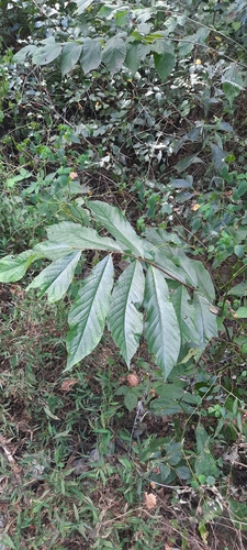 common pawpaw