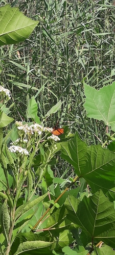 Viceroy