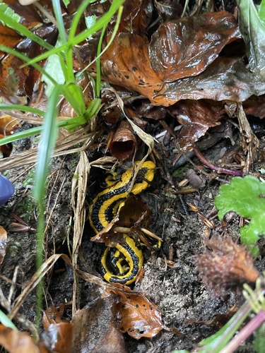 Yellow-striped Fire Salamander