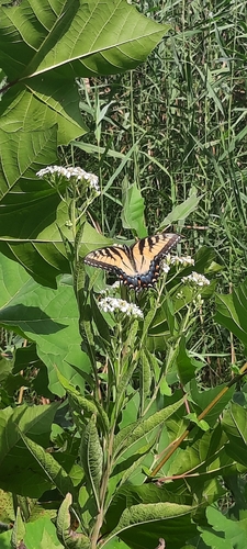 Eastern Tiger Swallowtail