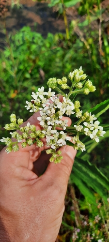 frostweed