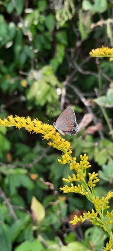 Red-banded Hairstreak
