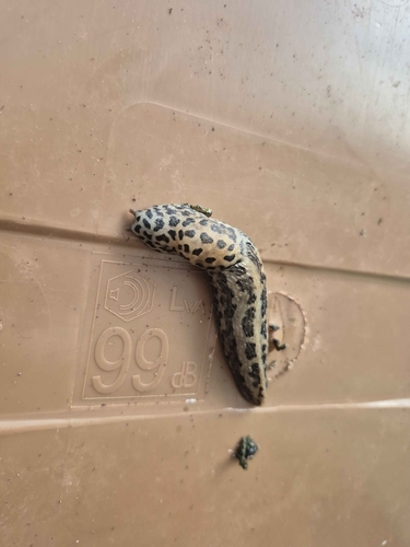 Leopard Slug