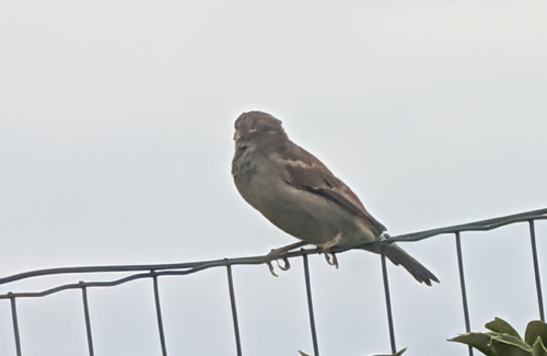 Italian Sparrow