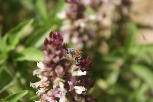 Red Dwarf Honey Bee
