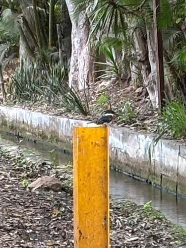 Martín pescador verde