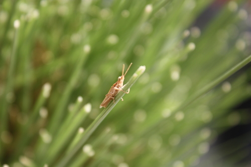 Cone-headed Grasshopper