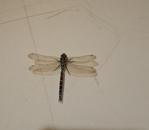 Southern Hawker